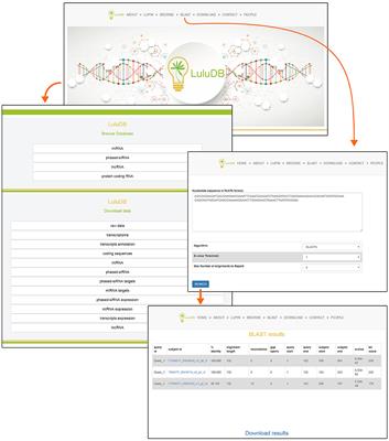 LuluDB—The Database Created Based on Small RNA, Transcriptome, and Degradome Sequencing Shows the Wide Landscape of Non-coding and Coding RNA in Yellow Lupine (Lupinus luteus L.) Flowers and Pods